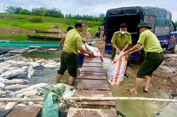 Đồng Nai: Nguyên nhân ban đầu khiến 250 tấn cá chết ở hồ Trị An