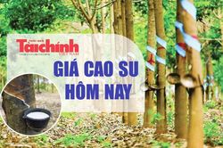 Ngày 1/6: Giá cao su thế giới duy trì xu hướng tăng mạnh