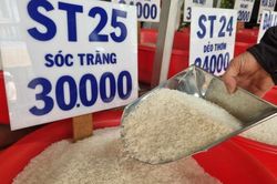 Ngày 1/6: Giá gạo nguyên liệu xuất khẩu tại Đồng bằng sông Cửu Long tăng