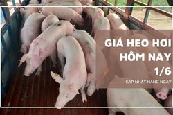 Ngày 1/6: Giá heo hơi cả nước không biến động quá mạnh