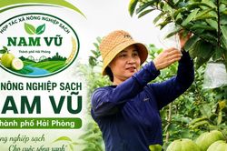 Từ quả ổi VietGAP đến danh hiệu 'Ngôi sao HTX': Hành trình đổi thay của HTX Nông nghiệp sạch Nam Vũ
