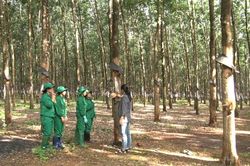 Nông sản Việt cần 'lá chắn dữ liệu' để vượt hàng rào EUDR