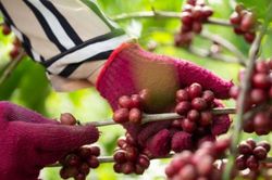 Buôn Ma Thuột được National Geographic vinh danh điểm đến ẩm thực hàng đầu thế giới