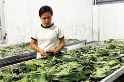 Mô hình trồng dâu, nuôi tằm giúp phụ nữ vươn lên