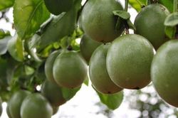 Loại quả leo bờ rào nay thành đặc sản giá 90.000 đồng/kg, trồng một lần ở ban công sẽ cho quả từ năm này qua năm khác