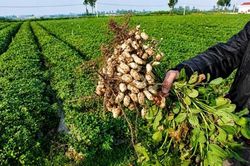 Hai giống lạc mới cho năng suất vượt đối chứng tới 31%, tăng hiệu quả kinh tế cho nông dân
