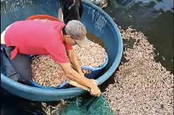 Phát hiện 8 túi lạ dưới đáy ao, công an điều tra vụ tôm chết hàng loạt