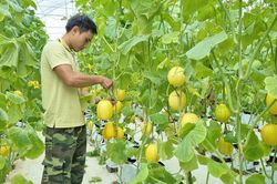Khi nông dân Thủ đô đồng hành cùng nông sản sạch