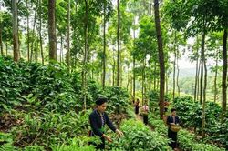 Xây dựng bản đồ ranh giới rừng: Nền tảng minh bạch dữ liệu cho lâm sản xuất khẩu