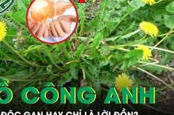 Rễ bồ công anh: 'Thần dược' giải độc gan hay chỉ là lời đồn?
