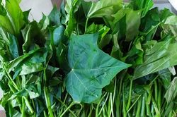Cây rau mì chính có tác dụng gì?
