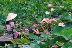 Đồng Tháp mở hội sen, quảng bá ngành hàng hơn 1.900 tỉ đồng/năm