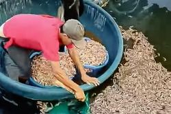 Quảng Trị: Khi sinh kế bị đánh úp trong đêm