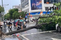 TPHCM: Cây xanh bật gốc giữa cơn mưa lớn, đè trúng 2 ô tô