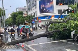 C&acirc;y xanh bật gốc do mưa d&ocirc;ng, đ&egrave; tr&uacute;ng 2 &ocirc; t&ocirc; ở TPHCM