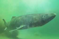 Giải trình tự toàn bộ gene của cá mập Greenland, hé lộ bí mật sống cực thọ