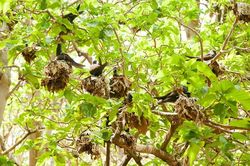 Loài cây nguy hiểm có khả năng 'đoạt mạng' hàng trăm nghìn chim biển