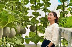 Mẹ đảm TPHCM biến sân thượng 30m2 thành vườn dưa lưới sai trĩu quả