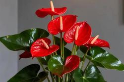 5 loại cây phong thủy trồng trong nhà giúp người tuổi Tý hút tài lộc, tăng may mắn