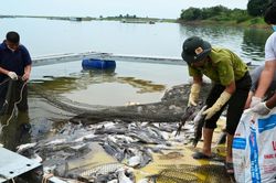 Kết quả xét nghiệm hơn 200 tấn cá chết hồ Trị An: Oxy giảm sâu, amoni vượt chuẩn