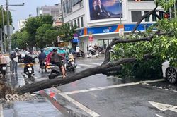 Mưa dông quật ngã cây xanh, đè hai ô tô ở trung tâm TPHCM