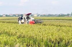 H&agrave; Nội đẩy nhanh thu hoạch l&uacute;a Xu&acirc;n, sẵn s&agrave;ng cho vụ M&ugrave;a