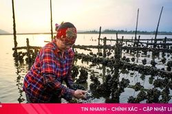 'Mục sở thị' mô hình nuôi hàu treo dây trên vùng bãi bồi Cửa Sót