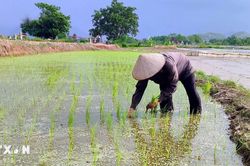 Phú Thọ thử nghiệm thành công giống lúa mới cho năng suất vượt trội