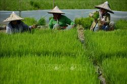 Chiến lược an ninh lương thực trong bối cảnh xung đột - Bài 2: Indonesia tạo đòn bẩy ảnh hưởng