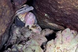 Ban ngày gần như 'biến mất', đặc sản lạ được săn lùng với giá 2 triệu đồng/kg