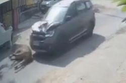 Đang chạy trên đường, bò bất ngờ tông trực diện ô tô
