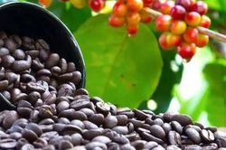 Giá nông sản ngày 2/6: Hồ tiêu neo cao, cà phê đi ngang, giao dịch lúa gạo chậm lại