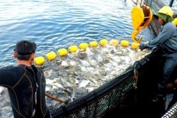 Hoàn thiện thể chế, khơi thông nguồn lực phát triển kinh tế biển xanh