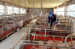 Gia Lai: Kiểm tra việc chấp hành pháp luật về bảo vệ môi trường tại cơ sở chăn nuôi