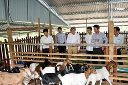 UBND tỉnh Khánh Hòa ban hành đề án phát triển sản phẩm dê, cừu thành sản phẩm Halal