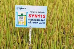 Đánh giá hiệu quả mô hình khảo nghiệm giống lúa thuần chất lượng cao Syn112