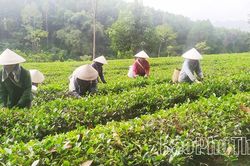 Chuẩn hóa vùng chè nguyên liệu