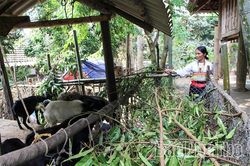 Chủ động ph&ograve;ng, chống dịch bệnh tr&ecirc;n đ&agrave;n vật nu&ocirc;i, thủy sản m&ugrave;a nắng n&oacute;ng