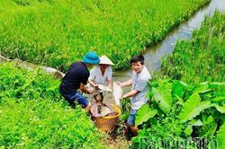 Hướng đi hiệu quả từ mô hình 'một vụ lúa, một vụ cá'