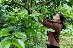 Để cây bưởi bén rễ trên đồng đất Kim Điền