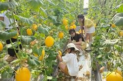 Dưa lưới vàng gọi khách về Hà Cảng