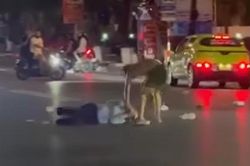 Hải Phòng bắt giữ đối tượng dùng dao tấn công người dân và công an