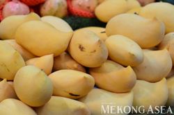 Tổ chức đoàn giao thương trái cây tại Quảng Tây, Trung Quốc vào giữa tháng 6