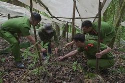 Ngăn chặn tình trạng trộm sâm Ngọc Linh