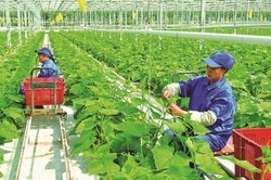 Phát triển nông nghiệp hữu cơ ở Việt Nam: Thực trạng và giải pháp