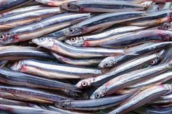 Peru tiếp tục tạm dừng khai thác cá cơm do nguy cơ từ El Ninõ