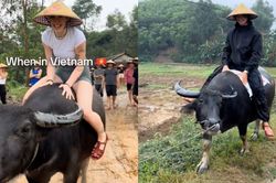 Du khách Tây đua nhau chia sẻ về trải nghiệm cưỡi trâu ở Việt Nam