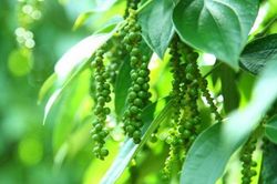 Giá tiêu hôm nay 2/6/2026: Đồng loạt giảm sâu