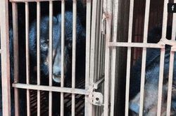 Nu&ocirc;i nhốt gấu lấy mật giảm 97%, H&agrave; Nội vẫn l&agrave; nơi nu&ocirc;i nhiều nhất
