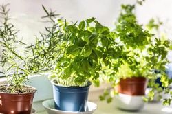 Điểm danh những loại thảo dược gi&agrave;u magie đến bất ngờ